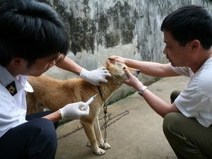 Cần tiêm phòng dại cho chó và tiêm phòng dại cho người sau khi bị chó cắn. (Ảnh minh hoạ)